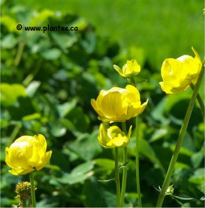 Photo de Trolle hybride - Trollius x cultorum