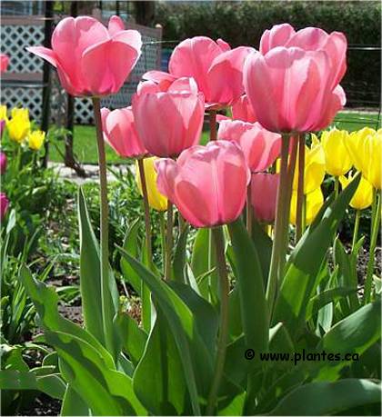 Photo de Tulipe hybride - Tulipa x hybrida