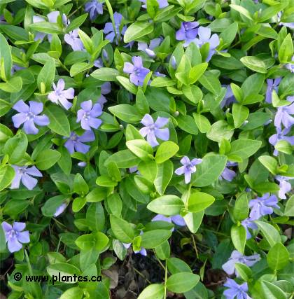 Photo de fleur de grande pervenche - Vinca major