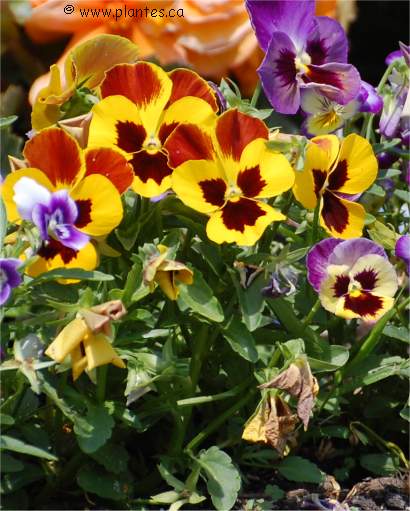 Pens�e - Viola x wittrockiana