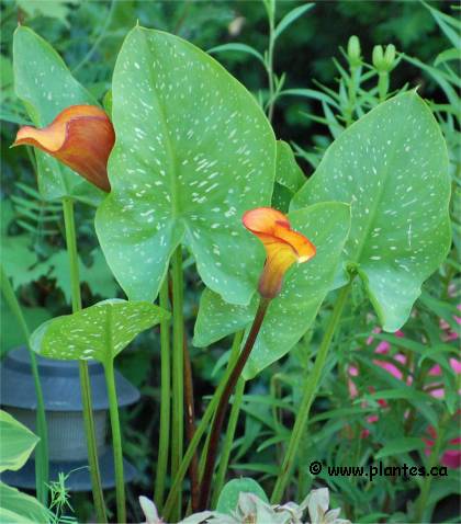 Photo de Lis calla - Zantedeschia x hybrida