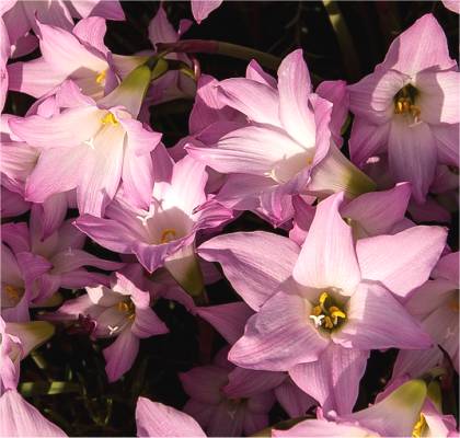 Photo de Lis zéphyr - Zephyranthes grandiflora