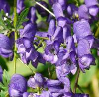 Aconitum napellus - Casque de Jupiter