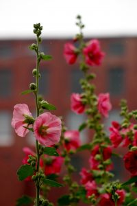 Photo de rose tr�mi�re - Alcea rosea