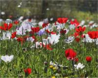 An�mone des fleuristes - Anemone coronaria
