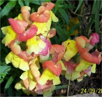 Antirrhinum majus - Photo de muflier gueules de loup
