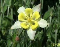 Aquilegia mckana - Photo d'ancolie