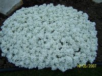 Photo de fleurs de corbeille d'argent - Arabis caucasica - Arabette