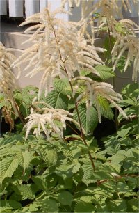 Photo de fleurs de Barbe-de-bouc - Aruncus dioicus