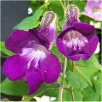 Asarina scandens - Photo d'asarina