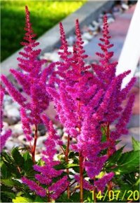 Astilbe arendsii Pourpre violet - Astilbe hybride