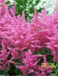Astilbe arendsii - Astilbe hybride