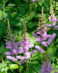 Astilbe de Chine - Astilbe chinensis