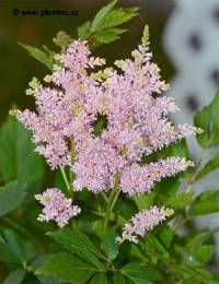 Astilbe japonaise - Astilbe japonica