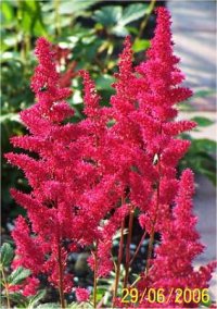 Astilbe rouge fanal - Astilbes