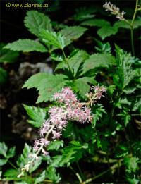 Astilbe � feuilles simples - Astilbe simplicifolia