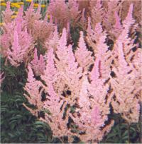 Astilbe - Astilbes