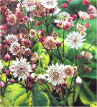 Astrantia major - Photo d'astrantie