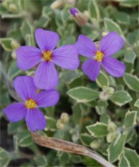 Photo de fleurs d'aubri�te delto�de - Aubrieta deltoides