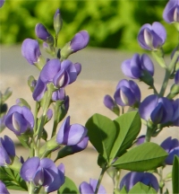 Photo de lupin indigot - Baptisia australis