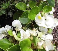 Begonia tuberhybrida - B�gonia tub�reux