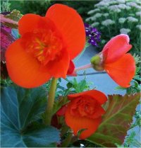 Begonia tuberhybrida Beauty orange - B�gonia tub�reux