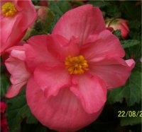 Begonia tuberhybrida Royal pink - B�gonia tub�reux