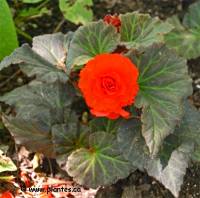 Photo de B�gonia tub�reux - Begonia x tuberhybrida