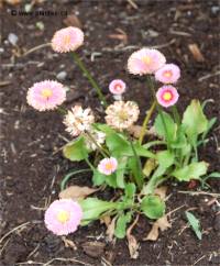 Photo de P�querette - Bellis perennis
