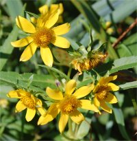 Photo de bident pench� - Bidens cernua