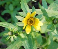 Photo de fleurs de bident en toupet - Bidens comosa