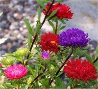Callistephus chinensis matador - Reine marguerite matador