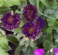 Callistephus chinensis - Photo de Reine marguerite