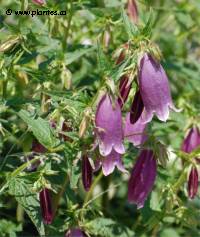 Photo de campanule Burghaltii - Campanula x 'Burghaltii'