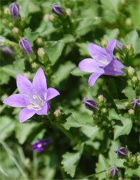 Photo de campanules des murs - Campanula muralis