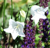 Campanula percifolia alba - Campanule