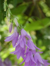 Photo de campanule fausse-raiponce - Campanula rapunculoides