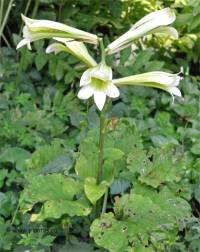 Photo de Lis g�ant de l'Himalaya - Cardiocrinum giganteum