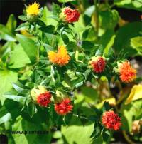 Photo de Carthame des teinturiers - Carthamus tinctorius