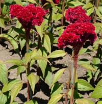 Photo de c�losie cr�te de coq - Celosia argentea cristata