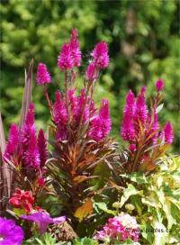 Photo de c�losie venezuela - Celosia venezuela