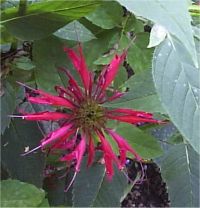 Photo d'une centaur�e de perse - Centaurea dealbata