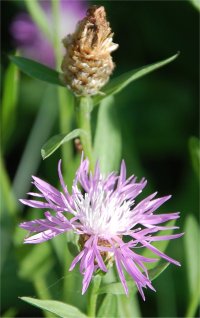 Photo de fleurs de centaur�e jac�e - Centaurea jacea