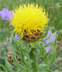 Photo de centaur�e g�ante jaune - Centaurea macrocephala