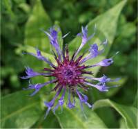 Photo d'une centaur�e des montagnes - Centaurea montana