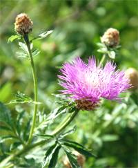 Photo d'une centaur�e - Centaurea