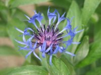 Photo d'un centaur�e cyanus - Centaurea cyanus