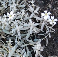 Photo de c�raiste tomenteux - Cerastium tomentosum