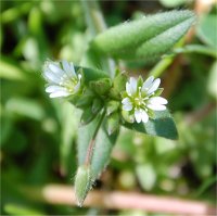 Photo de c�raiste vulgaire - Cerastium vulgatum