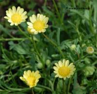 Chrysanthemum multicaule - Photo de chrysanth�me annuel